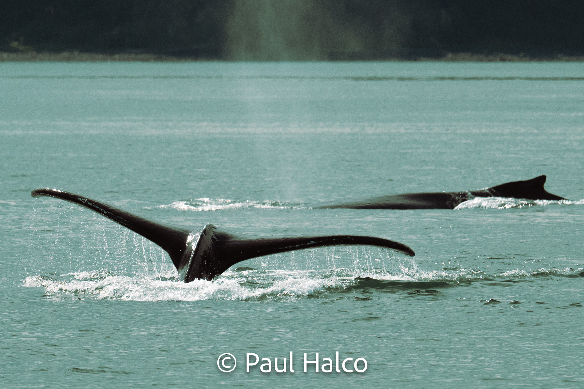 Paul Halco - General Alaska-23